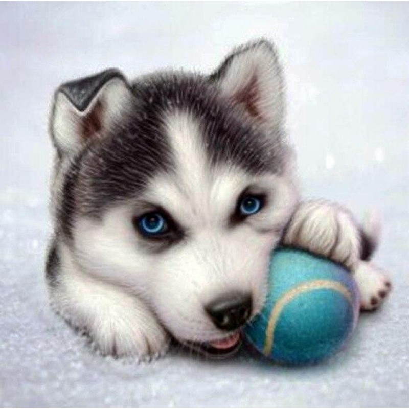Animal Husky Dog Dia...