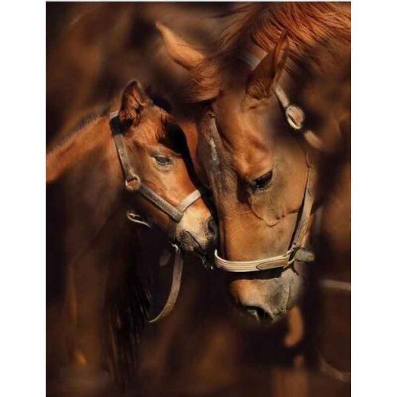 Horses Love Forever ...