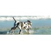 Great Dane Beach Diamond Painting Kit