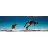 Kangaroo Mom Island Diamond Painting Kit