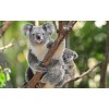 Koala Mom Diamond Painting Kit