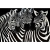 Animal Zebra Diamond Painting Kit