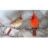 Cardinal Pair Diamond Painting Kit