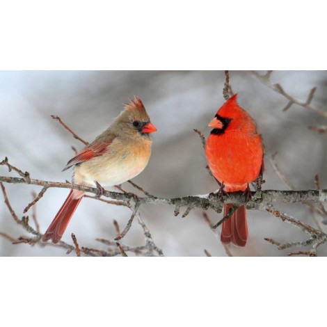 Cardinal Pair Diamond Painting Kit