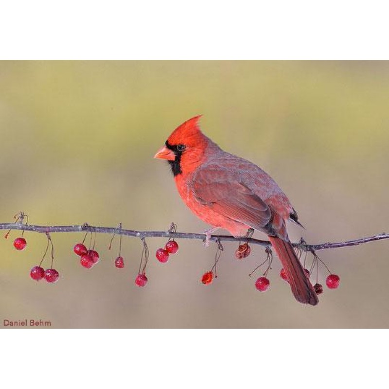 Cardinal Tree Diamon...