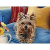 Yorkie Art Diamond Painting Kit