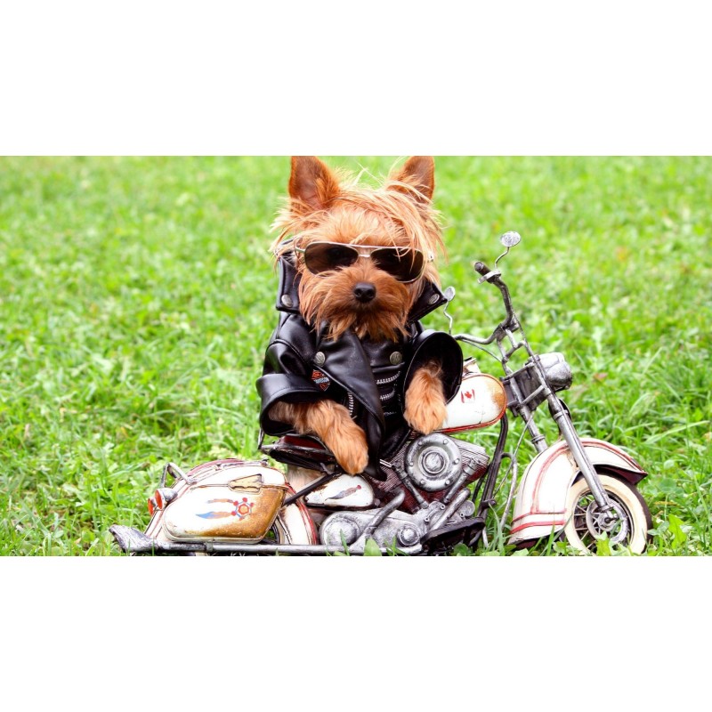 Yorkie Motorized Dia...
