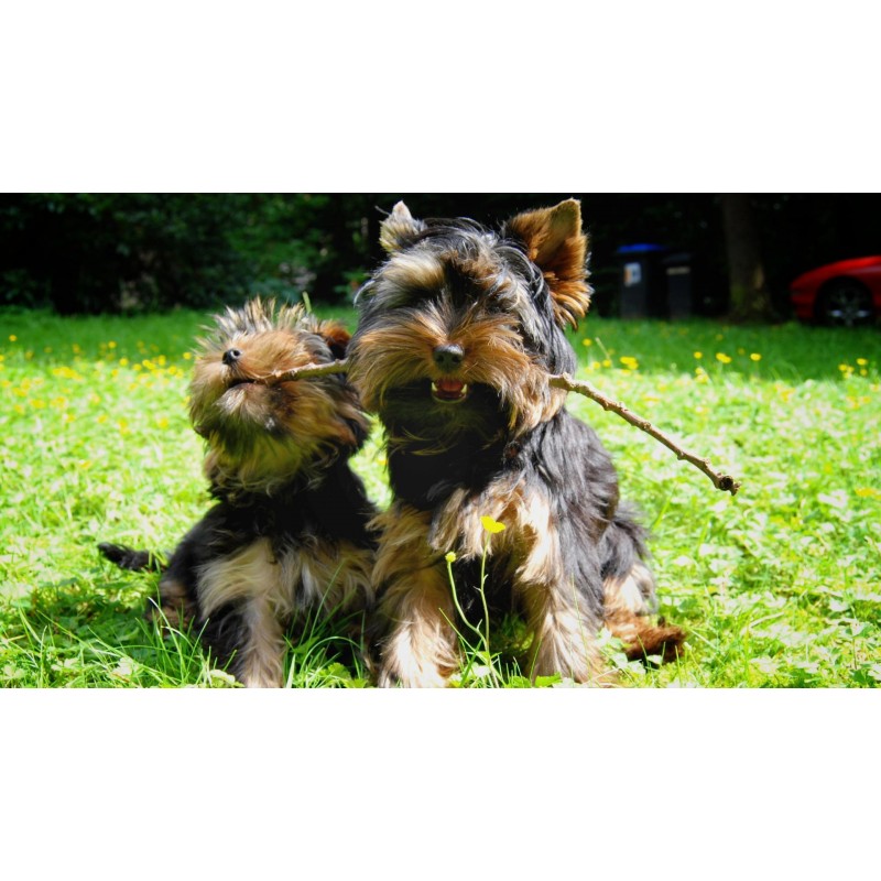 Yorkie Playing Diamo...