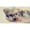 Yorkie Study Diamond Painting Kit