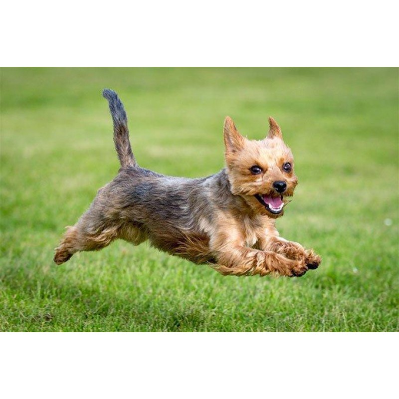 Yorkie Fly Diamond P...