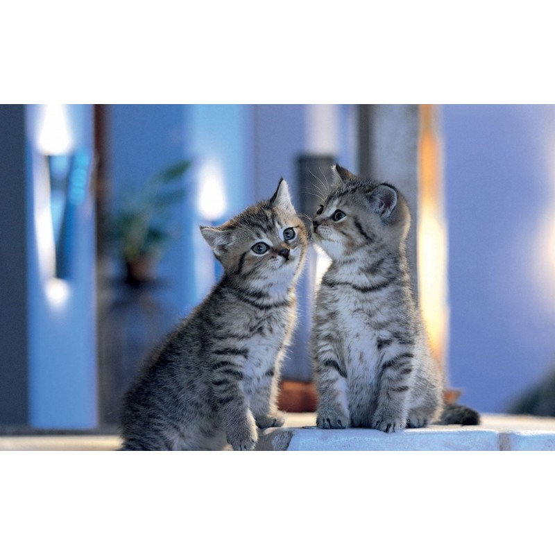 5d Cat Diamond Paint...