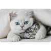 5d Cat Diamond Painting Kit Premium-91