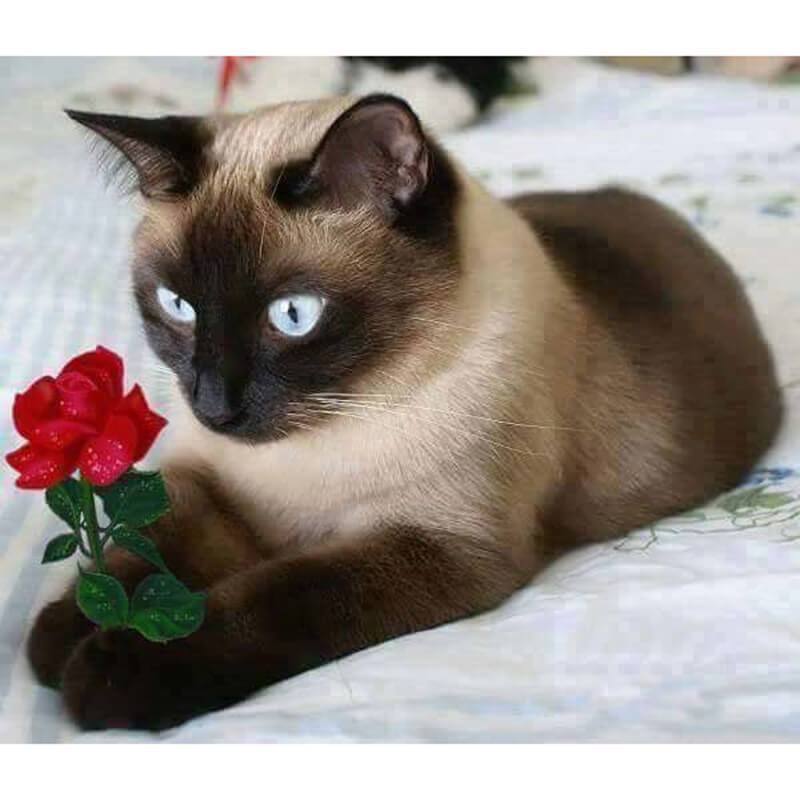 Cat And Rose Diamond...