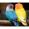 Yellow and Blue Diamond Painting Kit