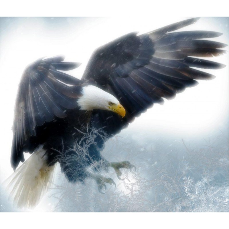 Bald Eagle Diamond P...