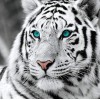 5d Hotsale Diamond Painting Kit Custom Kits  20