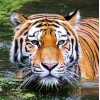 5d Hotsale Diamond Painting Kit Custom Kits  24