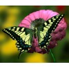 5d Hotsale Diamond Painting Kit Custom Kits  127