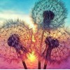 5d Hotsale Diamond Painting Kit Custom Kits  178