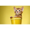 5d Cat Diamond Painting Kit Premium-45