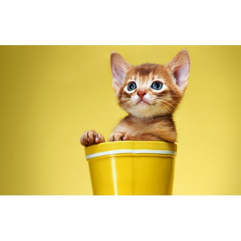 5d Cat Diamond Painting Kit Premium-45