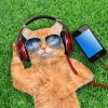 5d Cat Diamond Painting Kit Premium-50