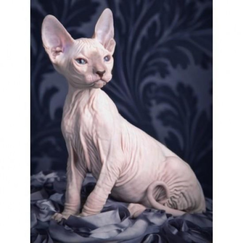 5d Cat Diamond Paint...