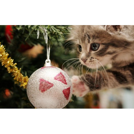 5d Cat Diamond Painting Kit Premium-75