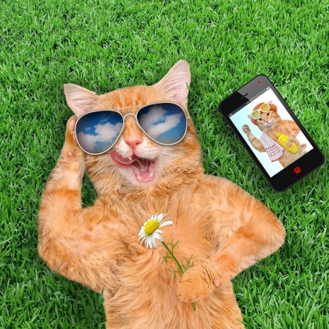 5d Cat Diamond Painting Kit Premium-74