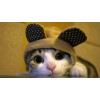 5d Cat Diamond Painting Kit Premium-78