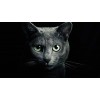 5d Cat Diamond Painting Kit Premium-81