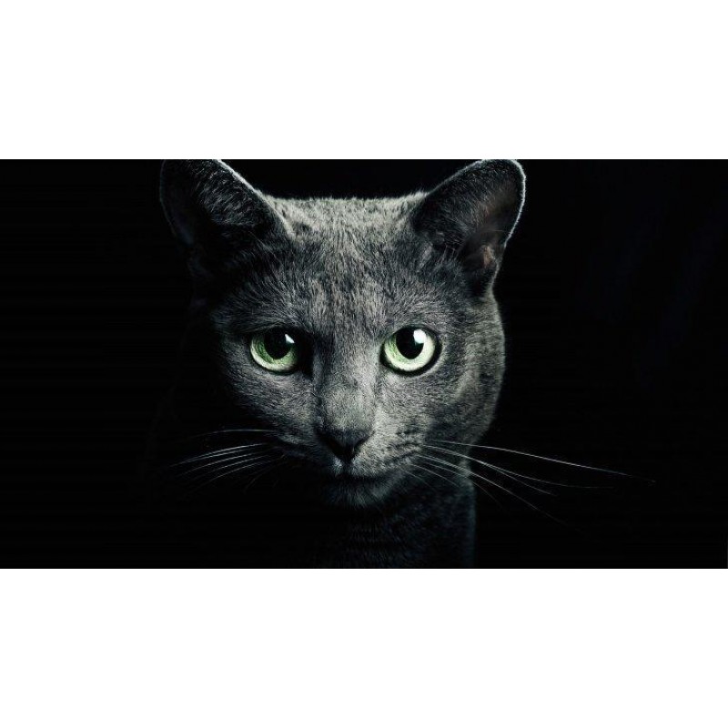 5d Cat Diamond Paint...