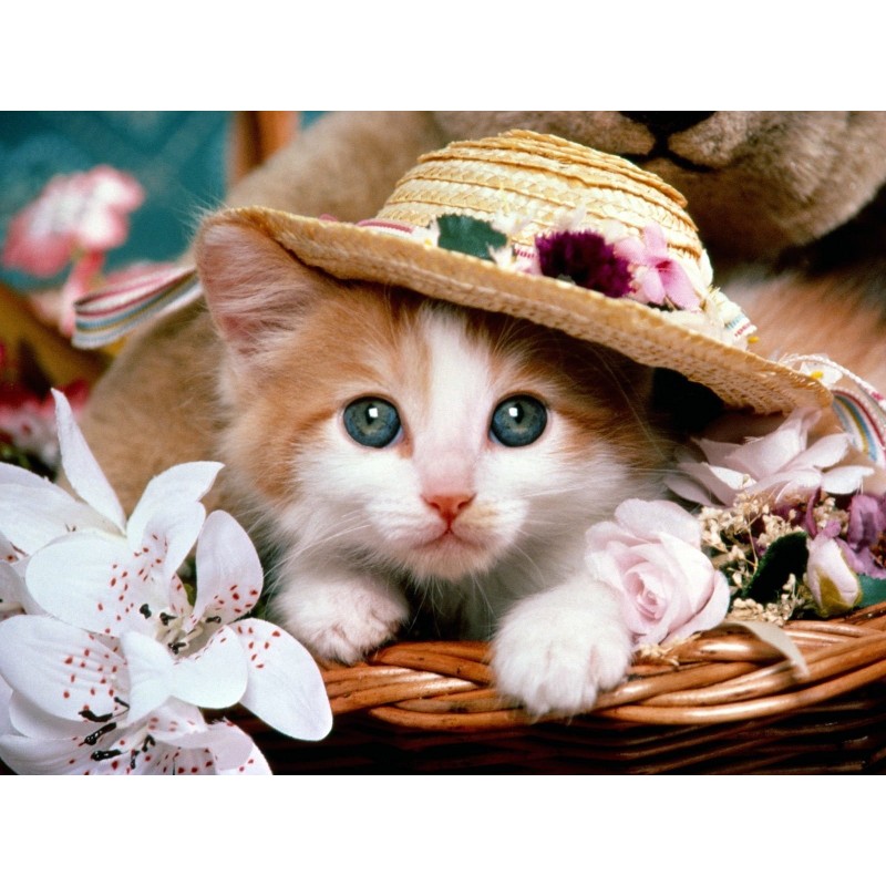 5d Cat Diamond Paint...