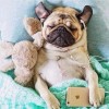 Pugs Listen Music Diamond Painting Kit