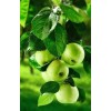 Fruits Apples Diamond Painting Kit