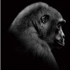 Gorilla Animal Diamond Painting Kit