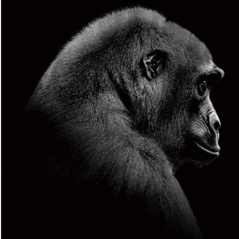 Gorilla Animal Diamond Painting Kit
