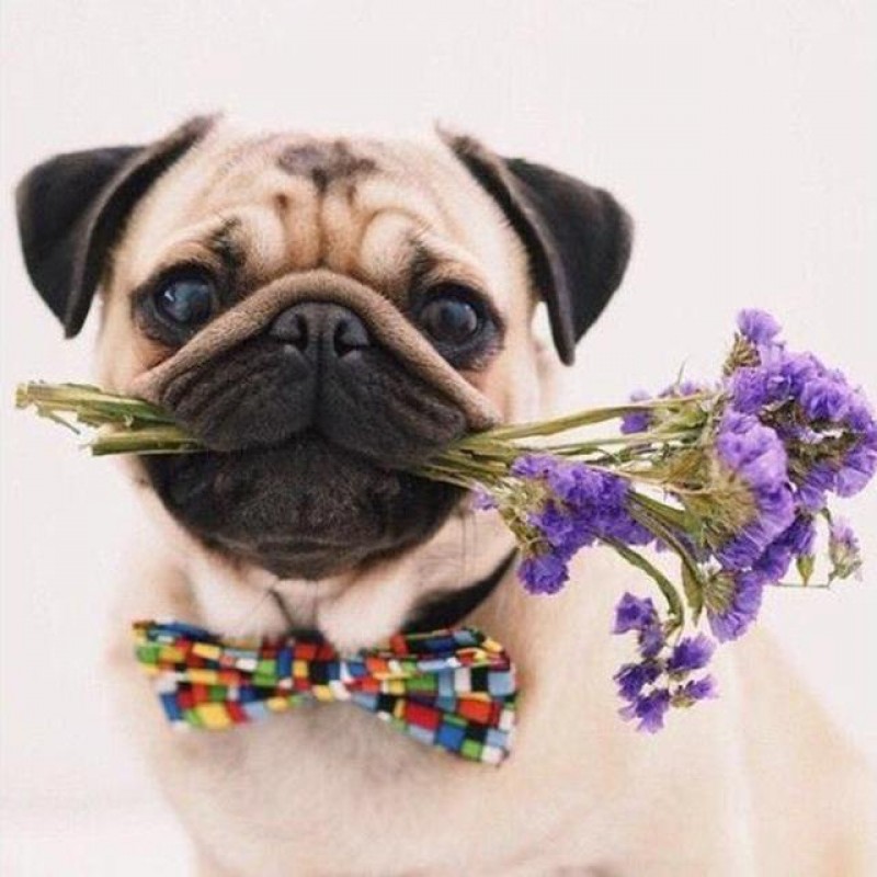 Pug Flowers Diamond ...