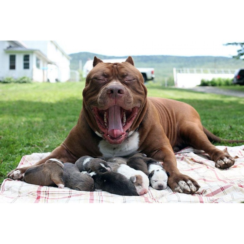 Pitbull Mom Diamond Paint...