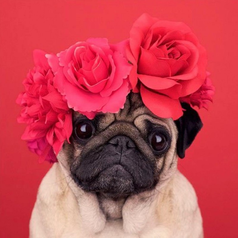 Pug Roses Diamond Paintin...