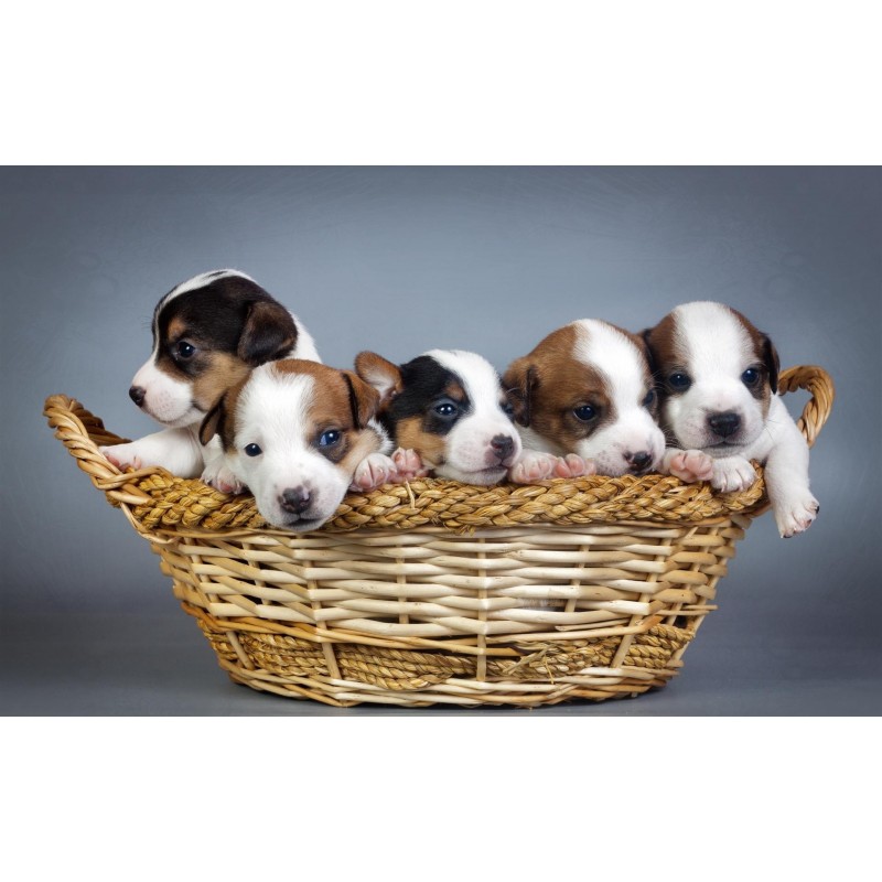 Puppies Lover Diamond Pai...